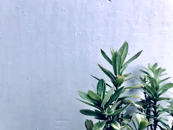 היפוזינו קזינו תמיכה